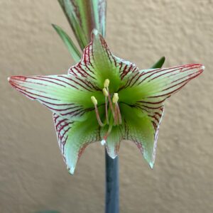 Hippeastrum iguazuanum 5 seeds.