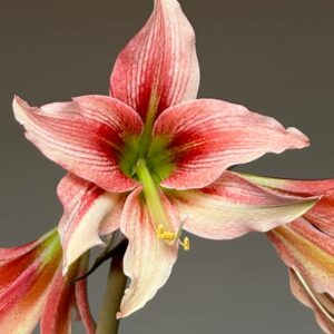 Alternative view of Hippeastrum papilio hyb.- 1 bulb.