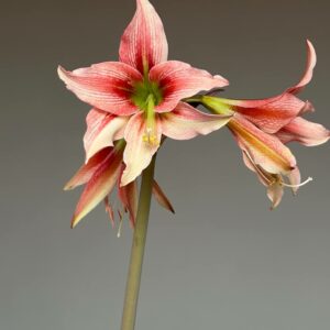 Hippeastrum papilio hyb.- 1 bulb.