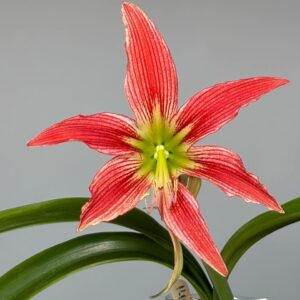 Alternative view of Hippeastrum EL-3  - 1 bulb.