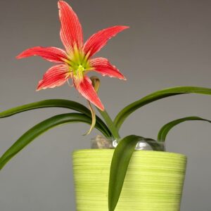 Hippeastrum EL-3 - 1 bulb.