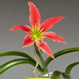Alternative view of Hippeastrum EL-3 X Leucopardinum - 5 seeds.