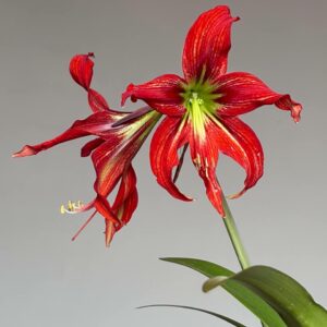 Hippeastrum APHn5 - 1 bulb.