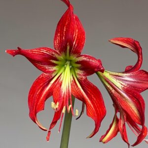 Alternative view of Hippeastrum APHn5 - 1 bulb.