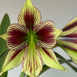 Hippeastrum papilio 1 bulb about 3cm in diameter.