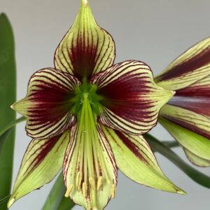 Alternative view of Hippeastrum papilio 1 bulb about 3cm in diameter.