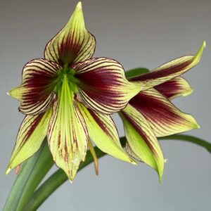 Hippeastrum papilio 1 bulb about 2cm in diameter.