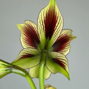 Alternative view of Hippeastrum papilio 1 bulb about 2cm in diameter.