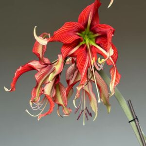 Alternative view of Hippeastrum APHn6 - 1 bulb.