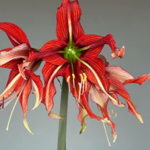 Hippeastrum APHn6 - 1 bulb.