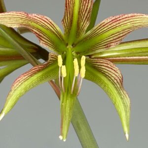 Alternative view of Hippeastrum CT-1 - 1 bulb.