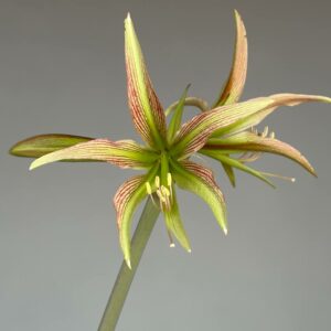 Hippeastrum CT-1 - 1 bulb.