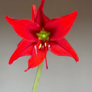 Hippeastrum Aulicum hybrid - 1 bulb.