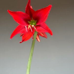 Alternative view of Hippeastrum Aulicum hybrid - 1 bulb.