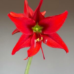 Alternative view of Hippeastrum Aul.hyb. X bukasovii 5 seeds.