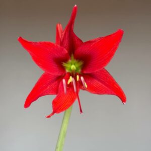 Hippeastrum Aul.hyb. X ARL Variegated 5 seeds.