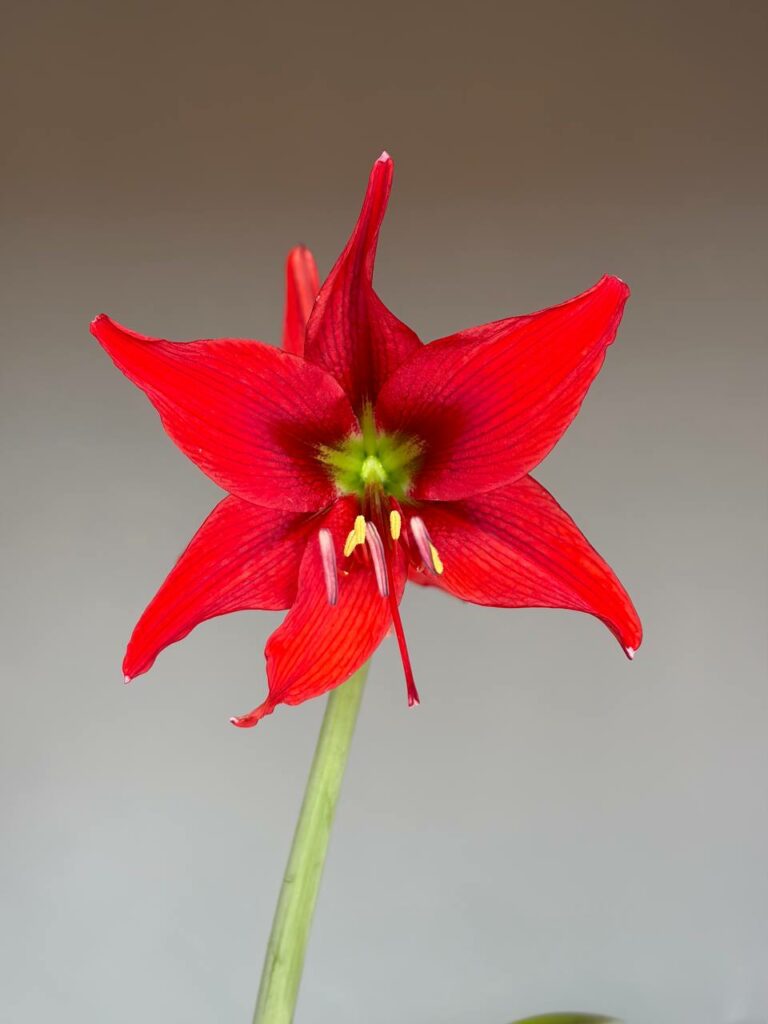 Hippeastrum Aul.hyb. X bukasovii 5 seeds.
