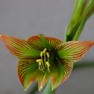 Alternative view of Hippeastrum iguazuanum- 10 Seeds. Species Rare.