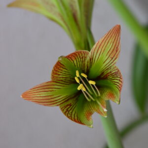 Hippeastrum iguazuanum- 10 Seeds. Species Rare.