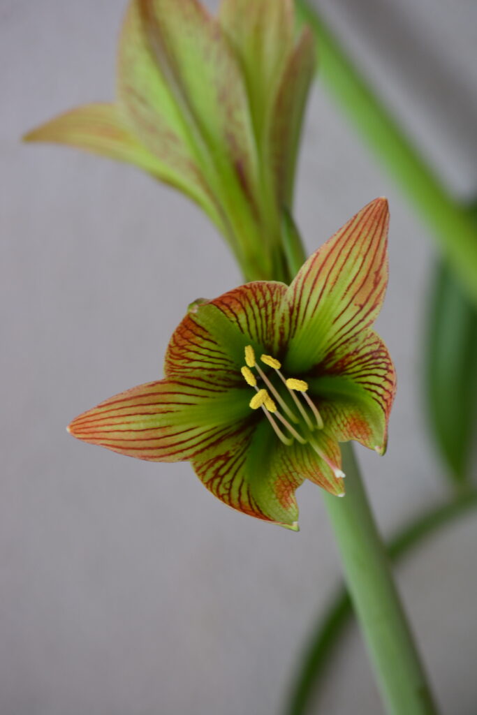Hippeastrum iguazuanum- 10 Seeds. Species Rare.