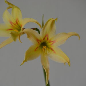 Hippeastrum IE x evansiarum- 5 seeds.