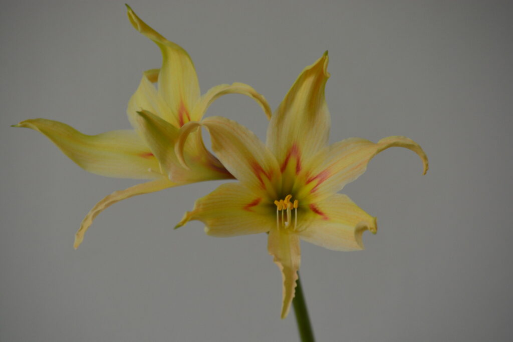 Hippeastrum Evansiarum x Nelsonii - 1 bulb 2,5cm + offset.