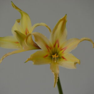 Alternative view of Hippeastrum IE x evansiarum- 5 seeds.