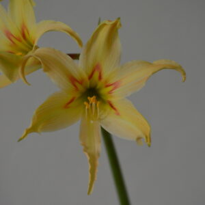 Alternative view of Hippeastrum Evansiarum x Nelsonii - 1 bulb 2,5cm + offset.