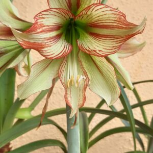 Hippeastrum Cleopatra X ARL Variegated 5 seeds.