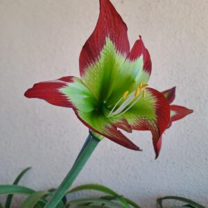 Hippeastrum EXOTIC STAR x mandonii - 1 bulb 2cm.