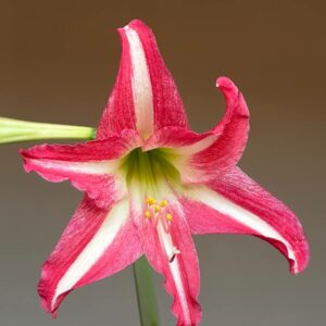 Alternative view of Hippeastrum 'Tennyo No Mai' Variegated - 1 bulb.