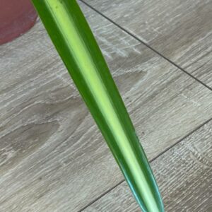 Alternative view of Hippeastrum AP-3 x Tennuo No May Variegated - 10 seeds.