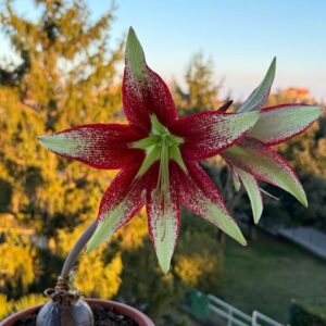 Hippeastrum papilio x leucopardinum - 10 seeds.
