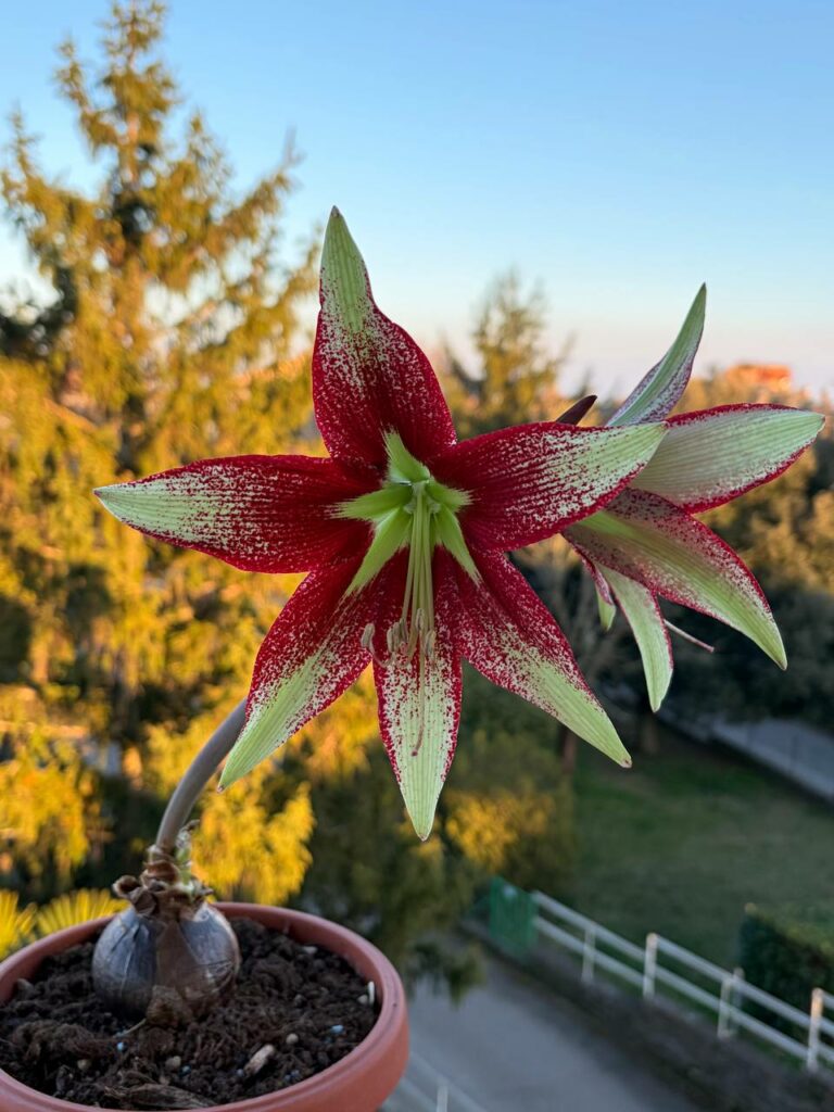 Hippeastrum  papilio x leucopardinum - 10 seeds.