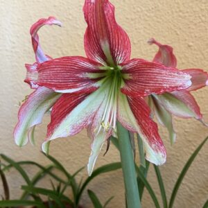 Alternative view of Hippeastrum Happy Valley x lapacense – 10 seeds.