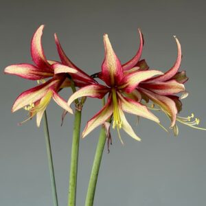 Hippeastrum CMW-1 X EP-1 - 10 seeds.