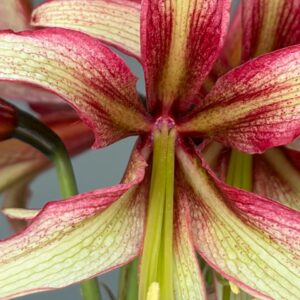 Alternative view of Hippeastrum Chico x Milky Way - 1 bulb.