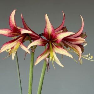 Alternative view of Hippeastrum CMW-1 X  EP-1  - 10 seeds.