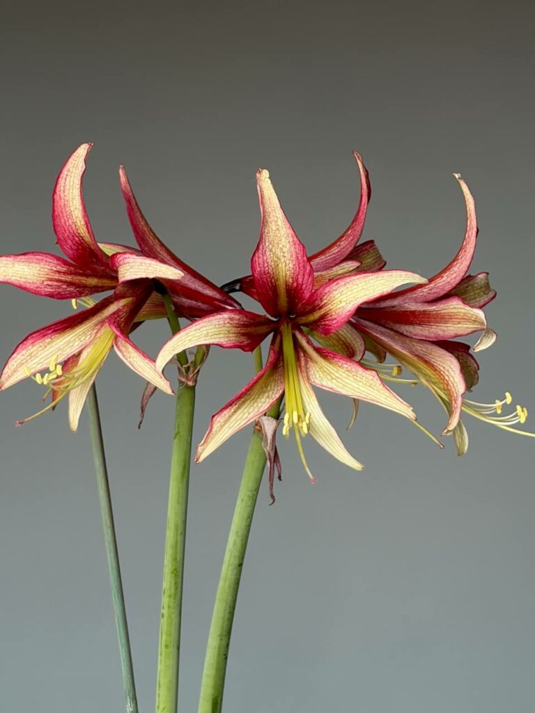 Hippeastrum Milky Way x Cybister - 1 bulb / offset 1,5cm.