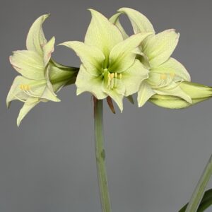 Alternative view of Hippeastrum Lime Flare x 1000 star - 10 seeds.