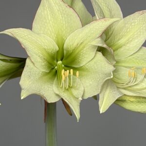Hippeastrum Lime Flare  - 10 seeds.