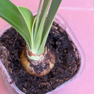 Hippeastrum verdianum 1 bulb.