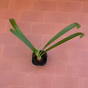 Alternative view of Hippeastrum verdianum 1 bulb.