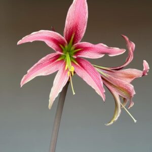 Hippeastrum JPH-1 x lapacense – 5 seeds.