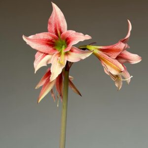 Hippeastrum JPTNM-1 x lapacense – 10 seeds.