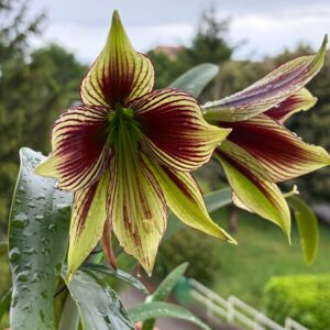Alternative view of Hippeastrum  papilio x Bukasovii - 10 seeds.