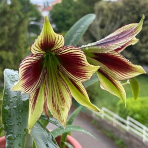 Hippeastrum Tarantula X  papilio - 5 seeds.