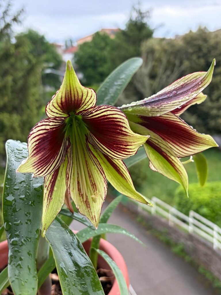 Hippeastrum Tarantula X  papilio - 5 seeds.