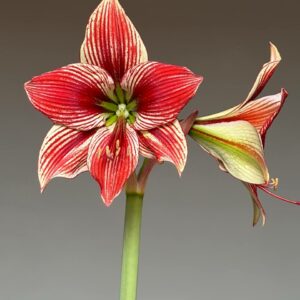 Alternative view of Hippeastrum PL-1 X lapacense - 5 seeds.