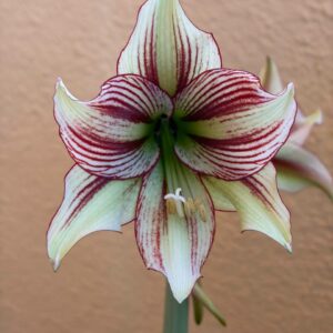 Alternative view of Hippeastrum papilio hyb n11 - 1 bulb.